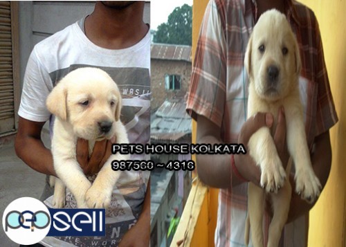 Ready Stock Only Original LABRADOR Dogs For Sale At TRIPURA 2 