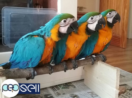 Healthy,trained and tamed parrots and Fertile Parrots Eggs for Sale whatsapp......+1 240 232-6591.. 0 