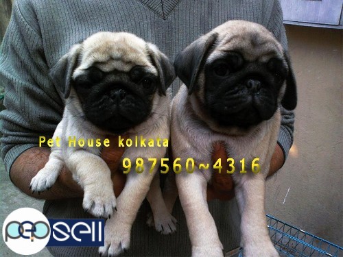 Top Quality PUG Dogs And Puppies for sale at KOLKATA  ~ kharagpur 0 