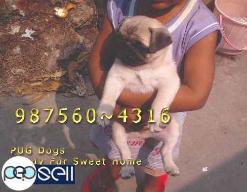Top Quality PUG Dogs And Puppies for sale at KOLKATA  ~ kharagpur 3 