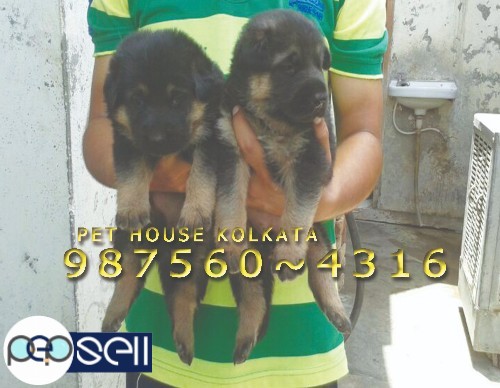 Show quality GERMAN SHEPHERD Dogs and Puppies for sale at Kolkata ~ BOLPUR 2 