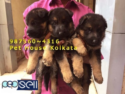 GERMAN SHEPHERD Puppies  KCI Registered  For Sale At~ AGARTALA 2 