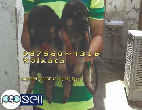 GERMAN SHEPHERD Puppies  KCI Registered  For Sale At~ AGARTALA 3 