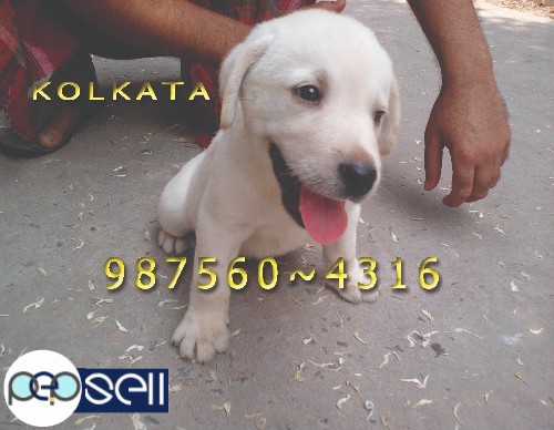 Imported Quality GOLDEN RETRIEVER Puppies for sale At~ AGARTALA 3 