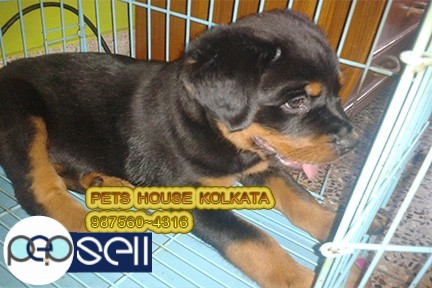 ROT WAILER Dogs And Puppies available for sale At ~KOLKATA 1 