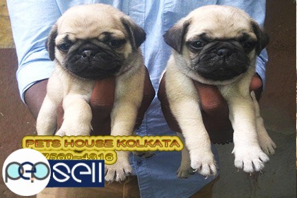 PUG  Imported Quality Dog And Puppies for sale At~ KOLKATA 4 