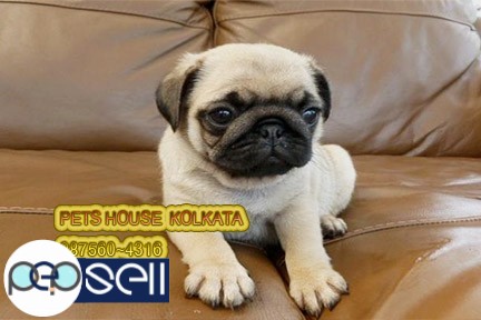 PUG  Imported Quality Dog And Puppies for sale At~ KOLKATA 5 