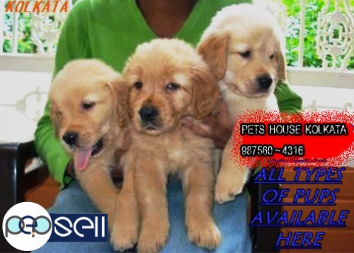GOLDEN RETRIEVER Imported Quality  Dogs And Puppies for sale at  RAJARHAT 3 