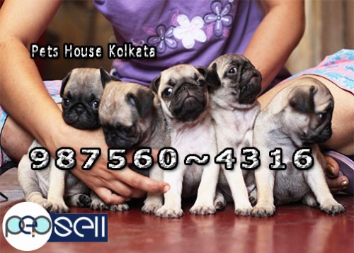 Imported Quality Cute PUG Dogs And Puppies for sale at CHITTARANJAN 4 
