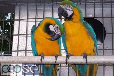 Blue gold parrots for adoption 0 