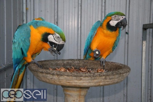 Blue gold parrots for adoption 1 