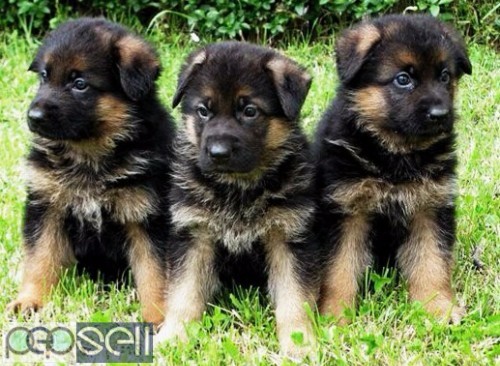 German Shepard puppies for adoption 0 