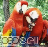 Scarlet macaw parrots for adoption 1 
