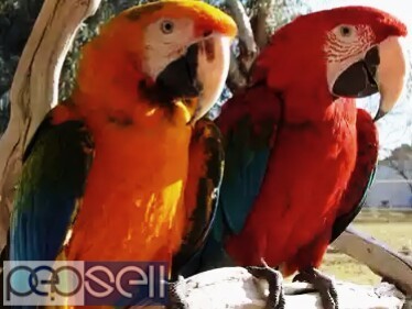 Scarlet macaw parrots for adoption 0 