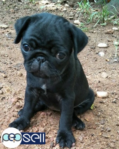 Good quality pug black male& female puppies for sale 0 