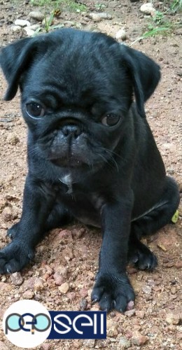 Good quality pug black male& female puppies for sale 1 