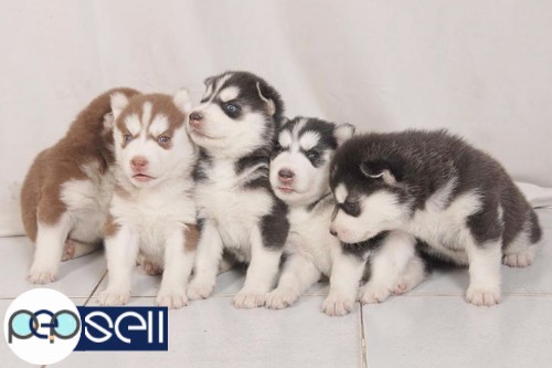 Husky male and female puppies for sale. 0 