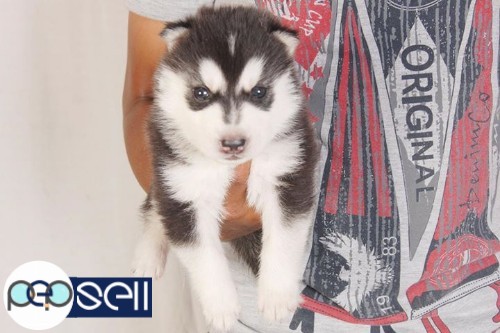 Husky male and female puppies for sale. 1 