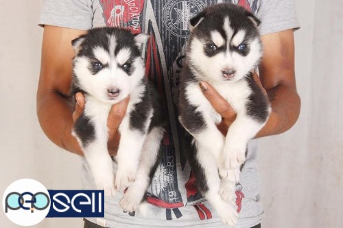 Husky male and female puppies for sale. 2 