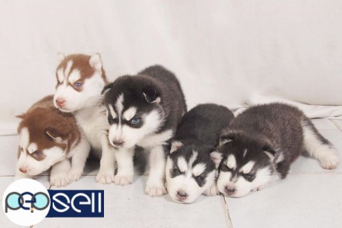 Husky male and female puppies for sale. 3 