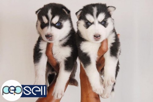 Husky male and female puppies for sale. 4 