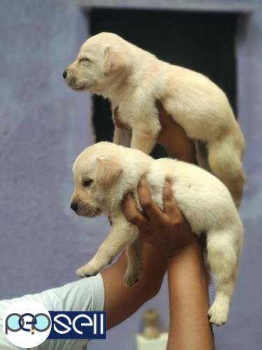Healthy Pluffy Labrador puppies male female available 0 