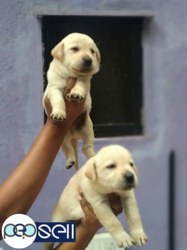 Healthy Pluffy Labrador puppies male female available 1 
