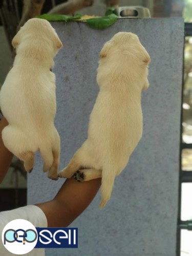 Healthy Pluffy Labrador puppies male female available 2 