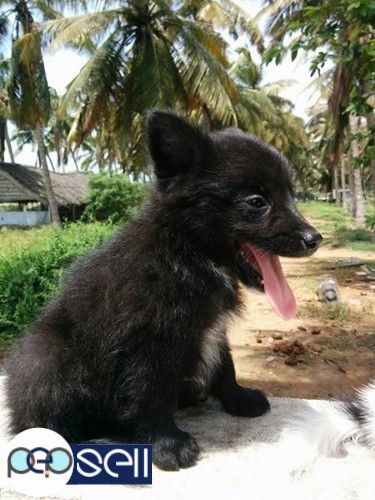 Pomeranian puppies 1 pair for sale 1 