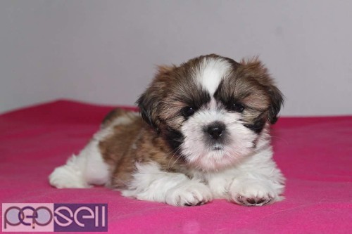 Adorable quality show breed shihtzu puppies available in Bangalore  0 