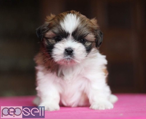 Adorable quality show breed shihtzu puppies available in Bangalore  1 