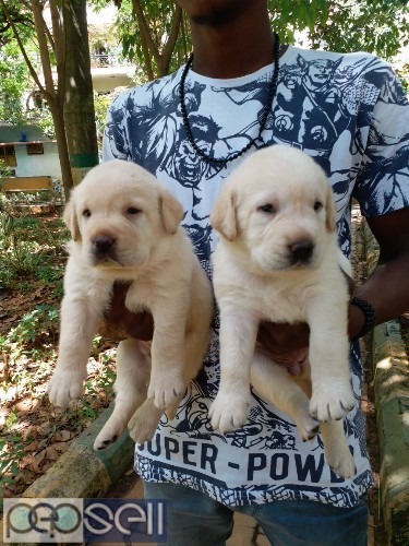 Punch face double bone lab puppy available with us 1 