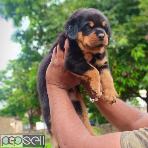 Top quality champion blood Rottweiler puppies available  0 