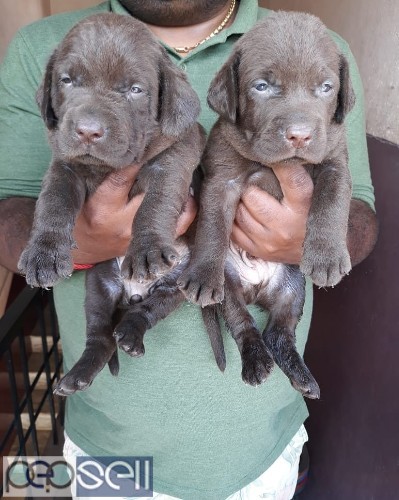 Show quality breed chocolate brown Labrador apple face puppies available in Bangalore  0 