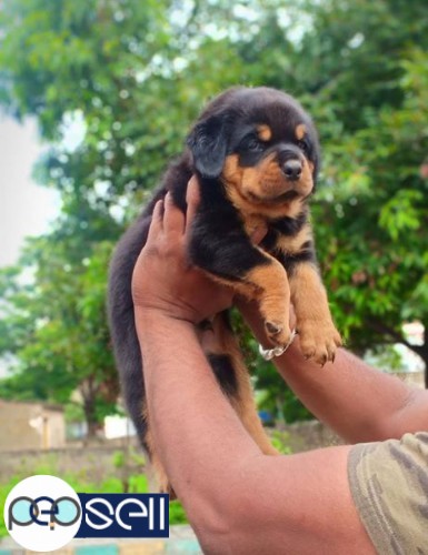 Top bloodline puppies available in stock 0 