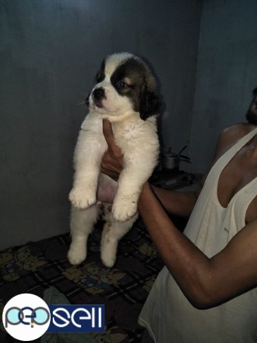 Top bloodline puppies available in stock 5 