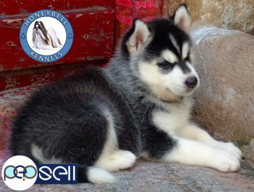 Outstanding husky female pup with certificate available in Bangalore.  0 