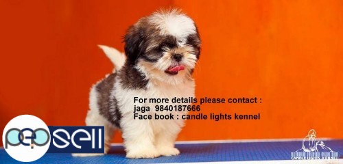 shih tzu puppies for sales in chennai  0 