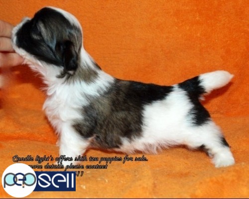 shih tzu puppies for sales in chennai  1 