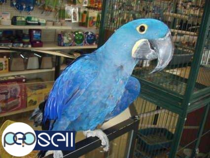  Medically fit weaned and  Tame parrots with medical guarantee for sale  whatsapp : +12486625079 0 