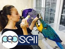  Medically fit weaned and  Tame parrots with medical guarantee for sale  whatsapp : +12486625079 1 