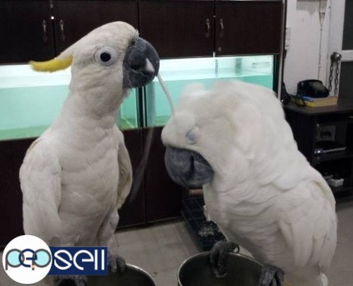  Medically fit weaned and  Tame parrots with medical guarantee for sale  whatsapp : +12486625079 2 