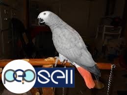 Medically fit weaned and  Tame parrots with medical guarantee for sale  whatsapp : +12486625079 3 