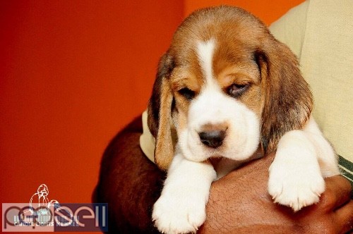 Beagle pup 8508579183 1 