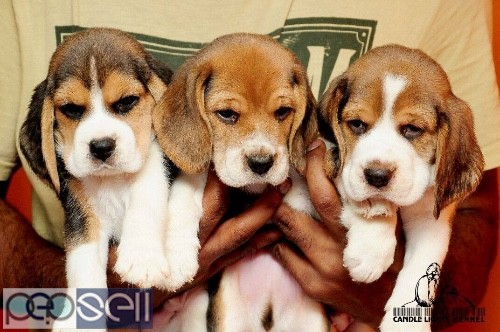 Beagle pup 8508579183 3 
