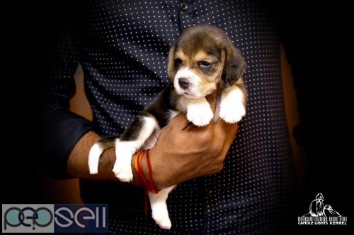 Beagle pup 8508579183 4 