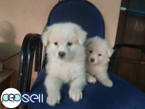 Pomeranian puppies for sale 1 