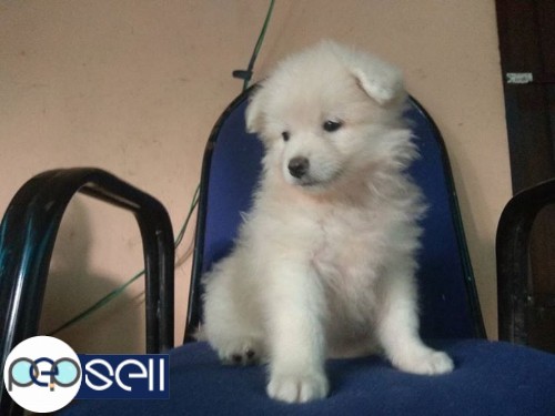 Pomeranian puppies for sale 2 