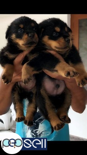 Rottweiler puppies for sale 1 