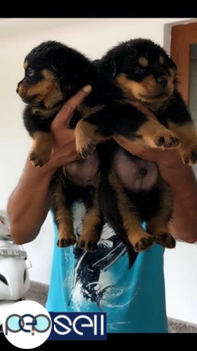 Rottweiler puppies for sale 2 